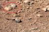 Curiosity encuentra una rata viviendo en Marte